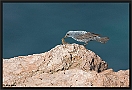 Blauwe Rotslijster, Blue Rock Thrush, Monticola solitarius Location: Molivos (Lesbos), Greece blauwe rotslijster MG 0012 kopie
